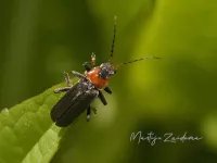 Zwart soldaatje [Cantharis pellucida]